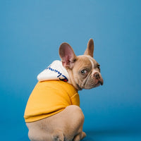 Adjustable Dog Harness